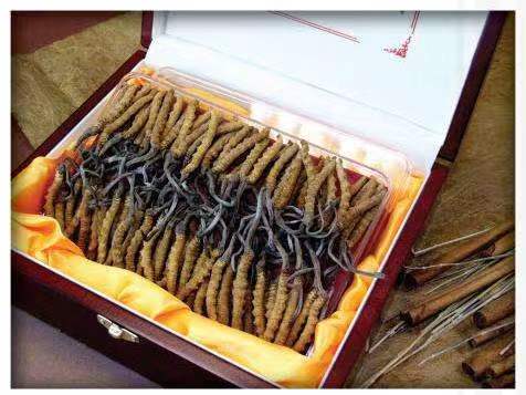 辽阳冬虫夏草回收